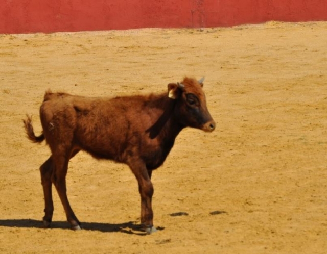  Mucca dal pelo rossastro 